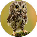 Irène Guillemet Irène Guillemet